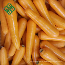 Direto da fábrica barato cenoura preço 10kg de cenoura